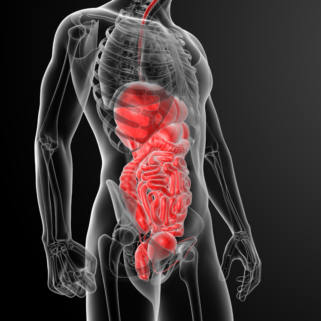 image d'un corps ou le systeme digestif est mis en evidence